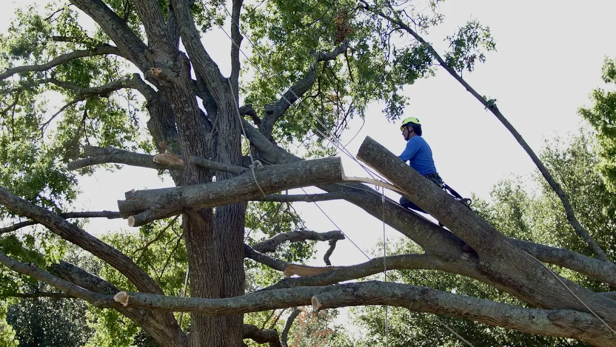 Professional Hazardous Tree Removal performed by certified arborists in East Arlington