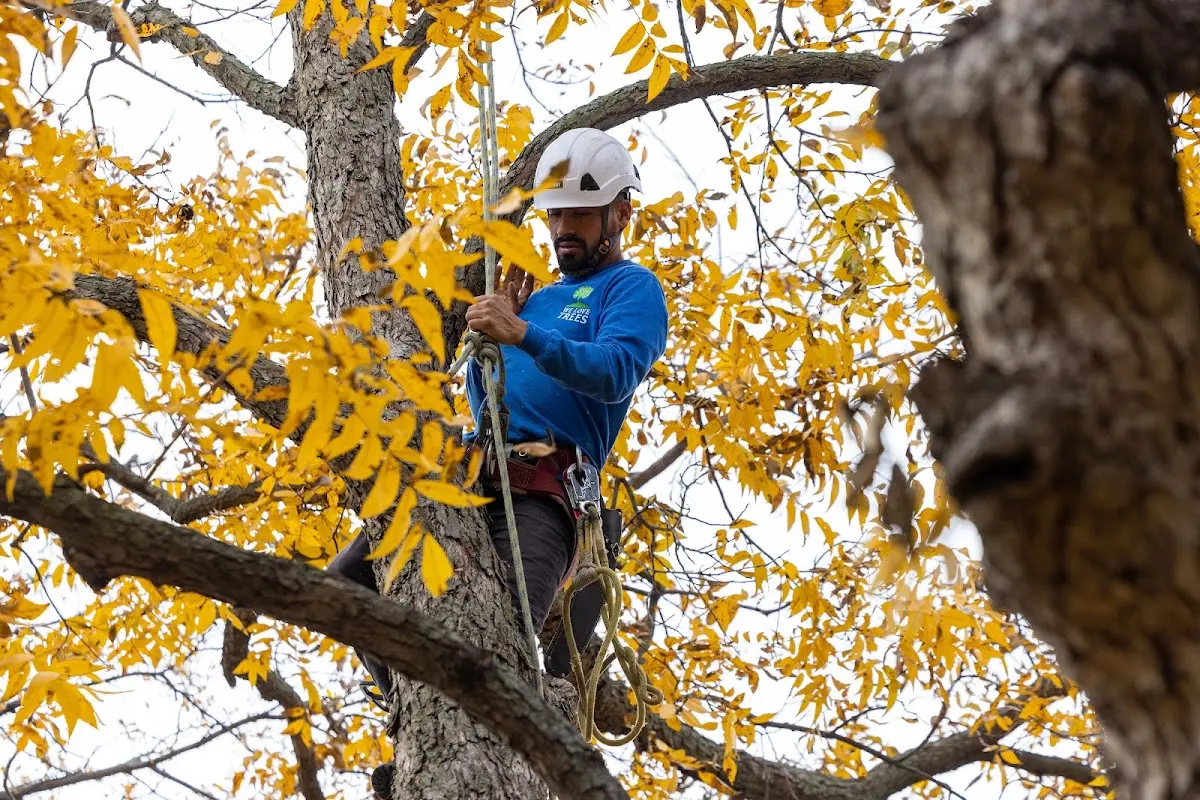 Skilled Tree Planting crew working in East Arlington