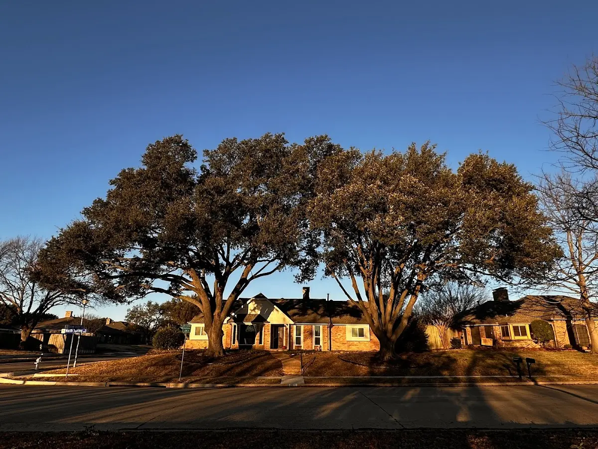 Established residential canopy tree shading a home in East Arlington